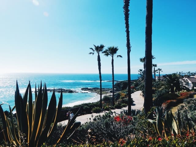 beach cactus in california