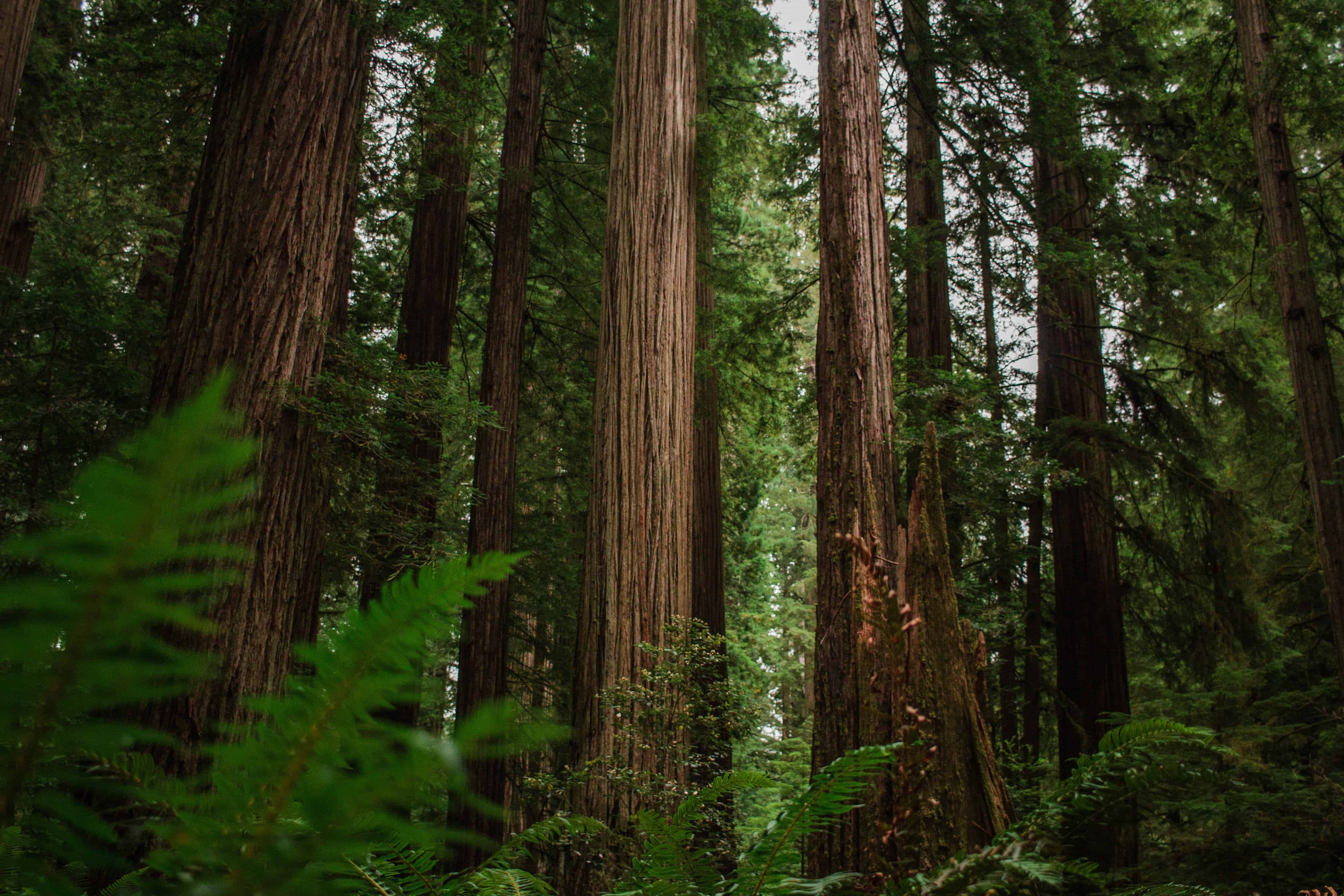 Redwood - Jedediah Smith Campground