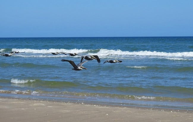 Padre Island National Seashore - https://www.nps.gov/pais/planyourvisit/images/pelicans.jpg?maxwidth=650&autorotate=false
