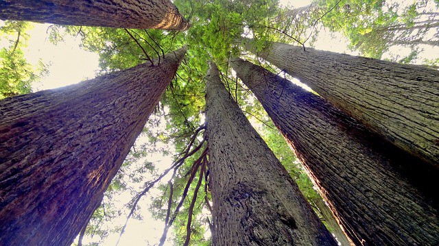 Redwood National Park