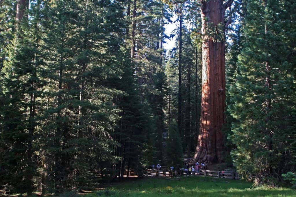 Sequoia & Kings Canyon